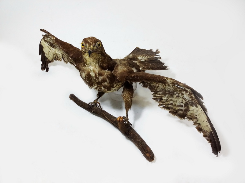 aguilucho 40x90x55 (50eu.) 1u